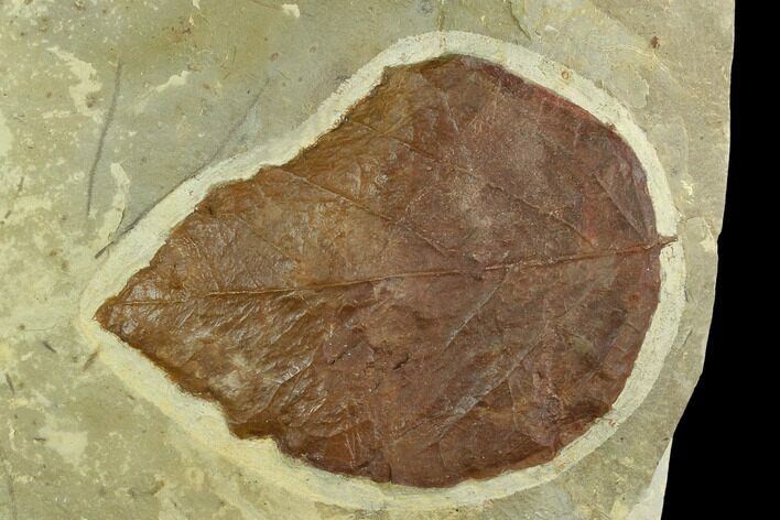 Fossil Leaf (Ficus) - Montana #120760
